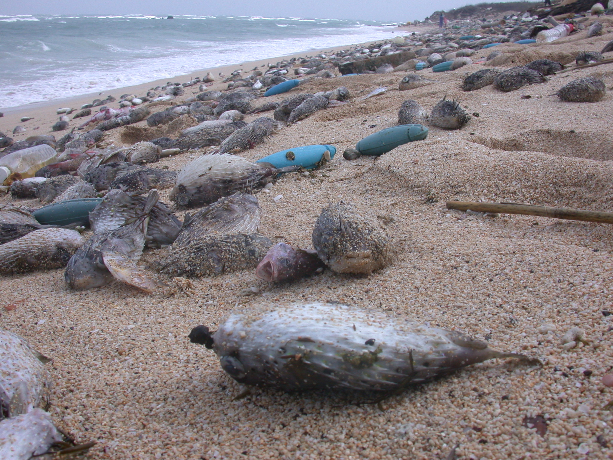 这次澎湖「渔殇」除了温度下降外,持续寒冷,海浪过大,海底地形太浅等